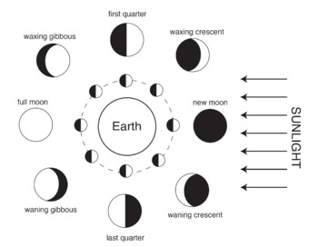 Preview of Phases Of The Moon (FREE)