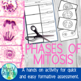 Phases of Mitosis Cut and Paste Activity for Interactive N
