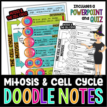 Preview of Mitosis and The Cell Cycle Doodle Notes | Science Doodle Notes