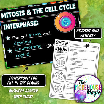 Mitosis And The Cell Cycle Doodle Notes Science Doodle Notes Tpt