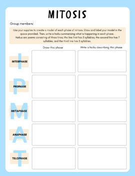 Preview of Phases of Mitosis - Review Worksheet