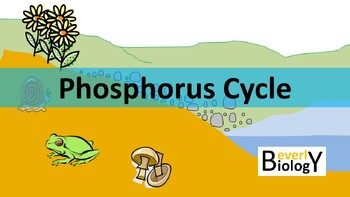 Preview of Phosphorus Cycle PowerPoint (with handouts)