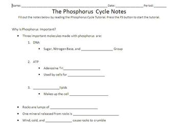 Phosphorus Cycle tutorial by Beverly Biology | Teachers Pay Teachers