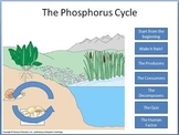 Phosphorus Cycle tutorial