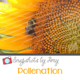 Photo: Bee and Sunflower {Pollenation}