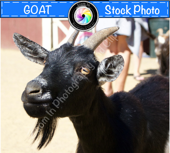 Preview of Stock Photo: Goat