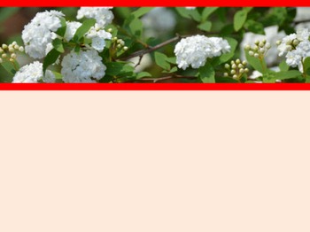 Preview of Digital Papers Set - White Bridal Wreath Flowers With Red Theme