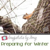 Photo: Squirrel in Winter