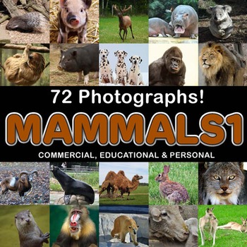 Preview of Mammal Photos
