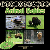 Animal Babies Photos (BUNDLE)