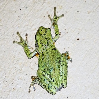 speckled frog