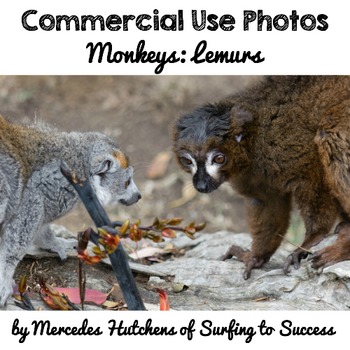Monkey Photos: Lemur Photos by Mercedes Hutchens | TPT