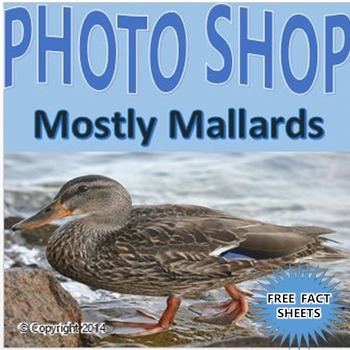 Preview of Photographs: Mostly Mallards