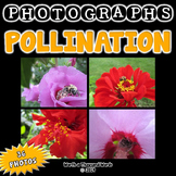 Pollination Photos (BUNDLE)