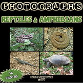 Reptile and Amphibian Photos (BUNDLE)