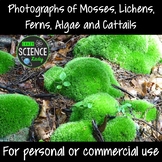 Photographs of Mosses, Lichens, Ferns, Algae, and Cattails