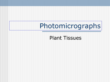 Preview of Photomicro graphs( Plant tissue)