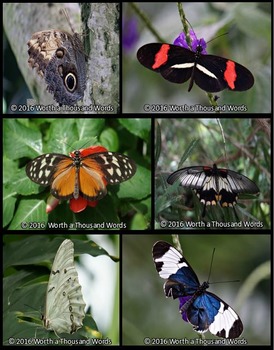 Photos: Butterflies by Worth a Thousand Words | TPT