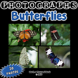 Photos: Butterflies