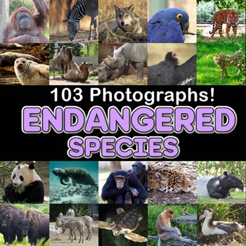 Preview of Photos ENDANGERED SPECIES