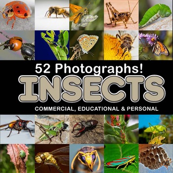 Preview of Insect Photos