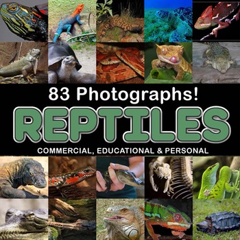 Preview of Photos Reptiles