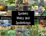 Photos/Photographs - Spiders, Spider Webs and Spiderlings