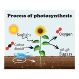 Photosyntesis diagram.Process of photosynthesis.