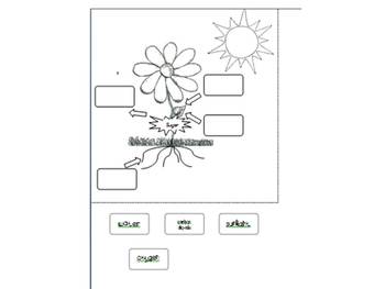 Preview of Photosynthesis