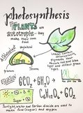 Photosynthesis