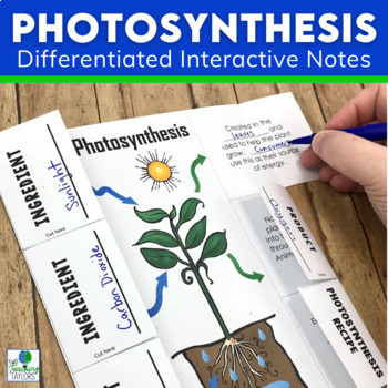 Preview of Photosynthesis Activities | Differentiated Foldable Worksheet Notes & Task Cards