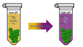 Preview of Photosynthesis Algae Ball Lab