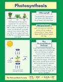 Photosynthesis Biology Worksheet - Colorful