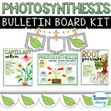 Photosynthesis Bulletin Board Kit | Plants Posters | Scien