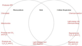 Photosynthesis & Cell Respiration Venn Diagram