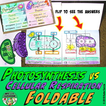 Preview of Photosynthesis Cellular Respiration