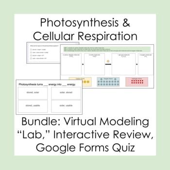 Preview of Photosynthesis & Cellular Respiration Bundle - Lab, Review, Quiz