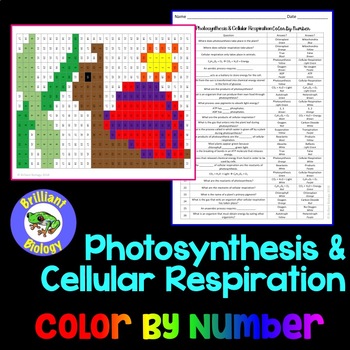Preview of Energetics: Photosynthesis & Cellular Respiration Color By Number