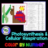 Energetics: Photosynthesis & Cellular Respiration Color By Number