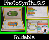 Photosynthesis Cellular Respiration Interactive Compositio