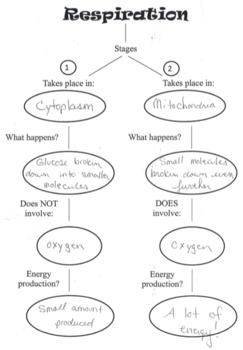 photosynthesis graphic organizer