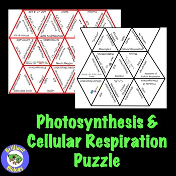 Preview of Photosynthesis & Cellular Respiration Puzzle Review