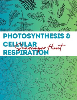 Preview of Photosynthesis & Cellular Respiration Scavenger Hunt & Resources