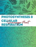 Photosynthesis & Cellular Respiration Scavenger Hunt & Resources