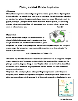 Photosynthesis Cellular Respiration Worksheet By The Learning Shop Resources