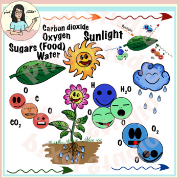 clipart photosynthesis worksheet