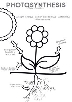 Preview of Photosynthesis Coloring Page for Kids