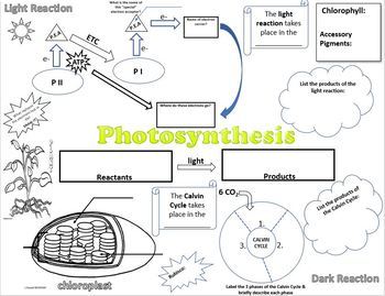 Photosynthesis Doodle Handout by State of the Art Science | TpT