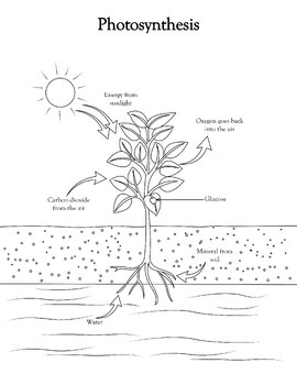 Preview of Photosynthesis Explained: Coloring Page for Young Learners