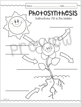 Photosynthesis Fill in the Blank by GabbyBear Designs | TpT